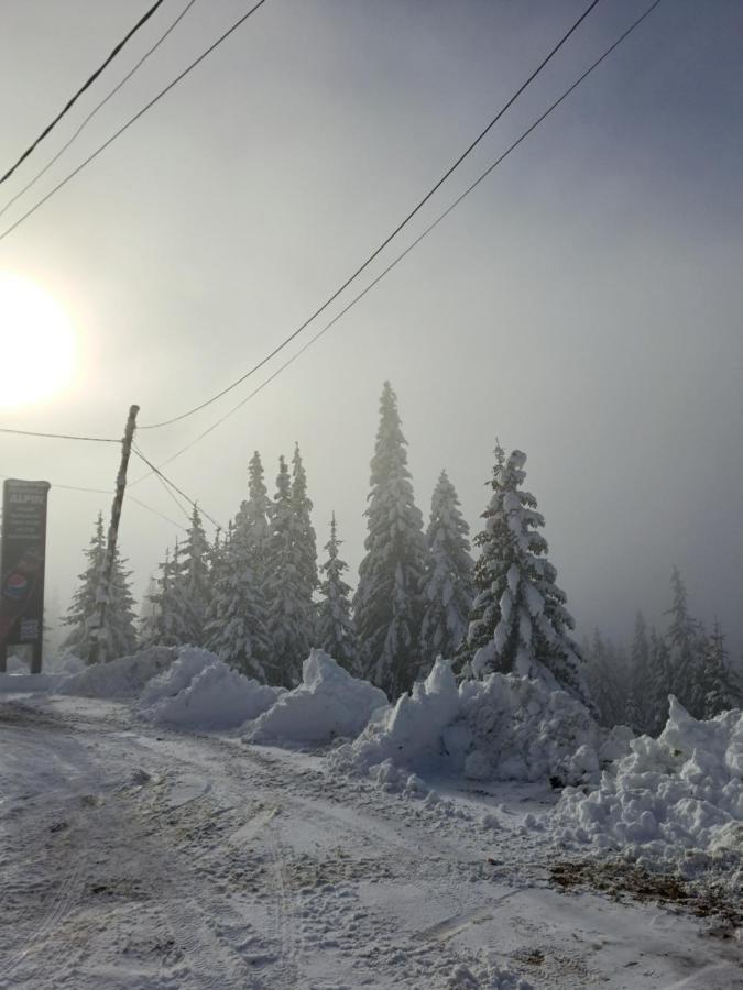 Pensiunea Alpin Рынка Экстерьер фото